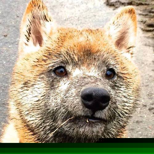 爱游戏入口-双线叙事，当铜墙铁壁遇上孤独王座