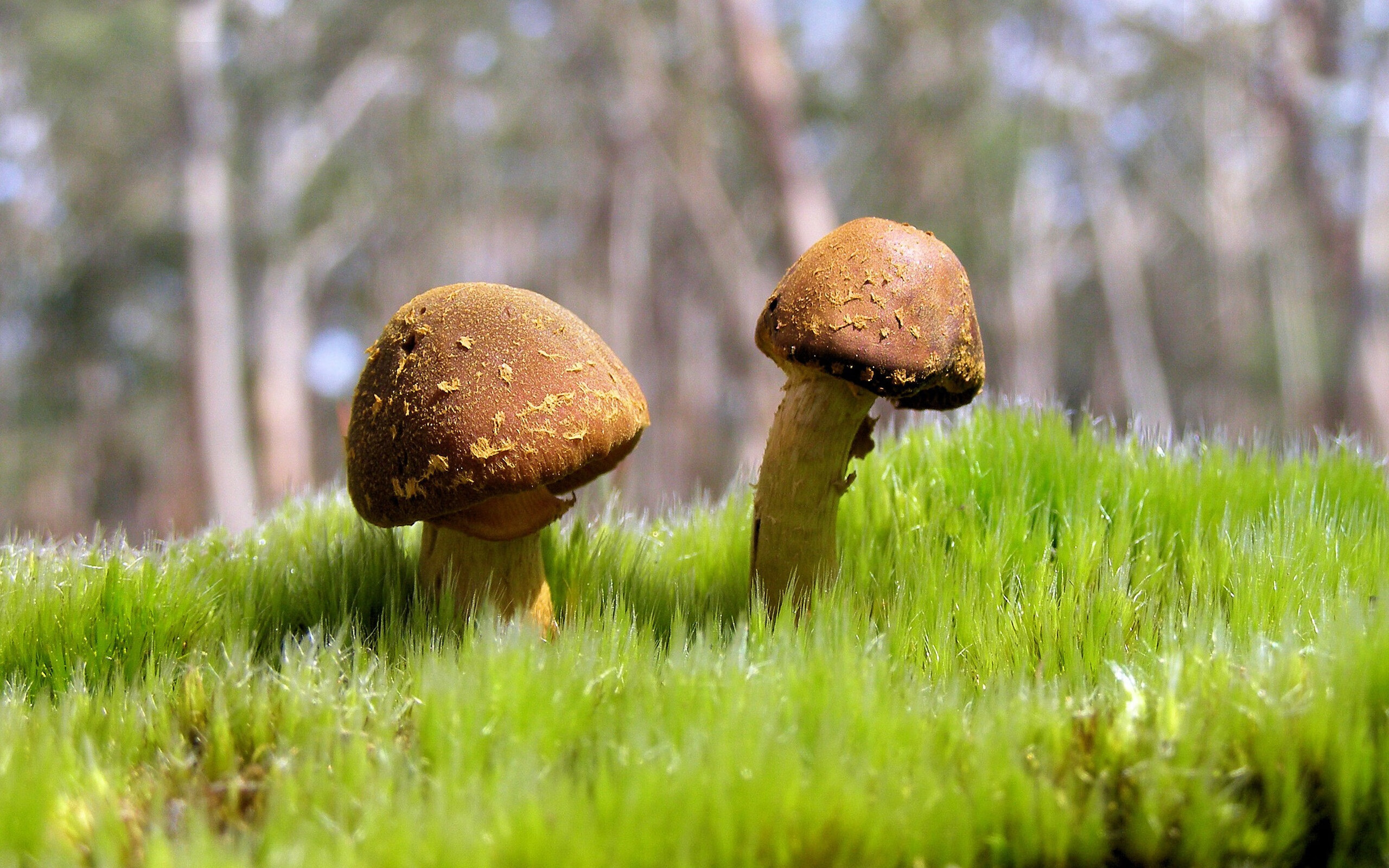 石破天惊！石宇奇绝境扛旗，印度羽坛历史险胜背后的中国孤勇