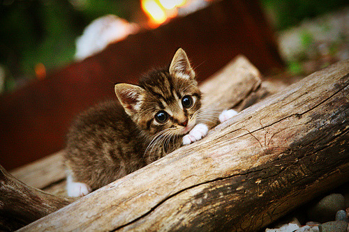 奥斯梅恩防守锁死对手，韩国队冲垮卡塔尔获关键胜利