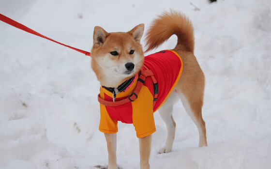 南美魔力注入钢铁战车，勒沃库森的委内瑞拉引擎如何驱动欧冠奇迹