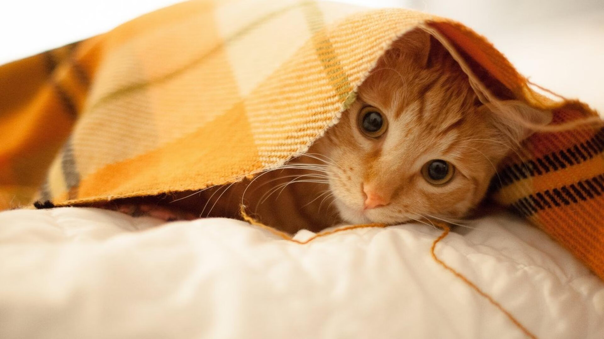 凯旋交响曲，爱德华兹如何用一堂暴力美学课撕碎亚特兰大之翼