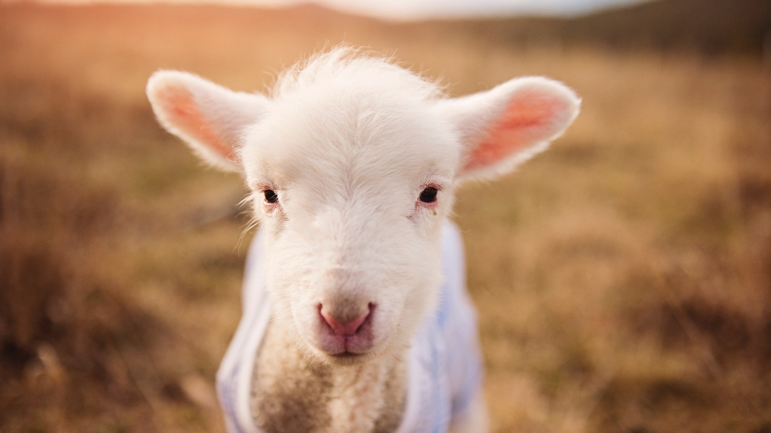 巴雷拉祭出终结技！秘鲁送日本连续八届世界杯梦碎