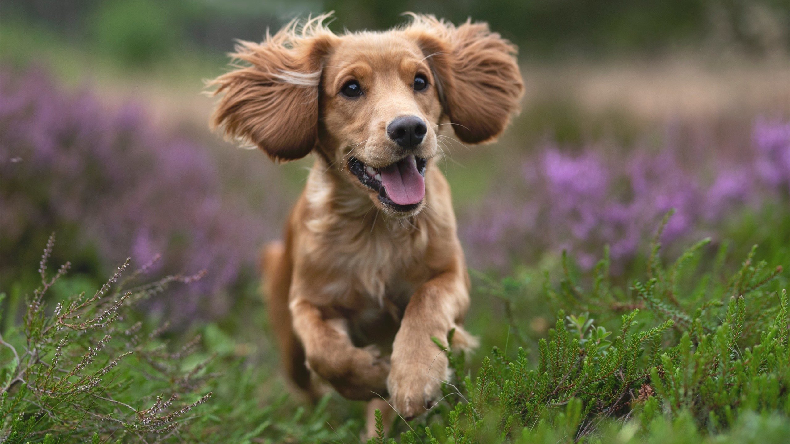 世界波与叹息墙,富安健洋在加纳对阵希腊之战中重新定义巨星价值