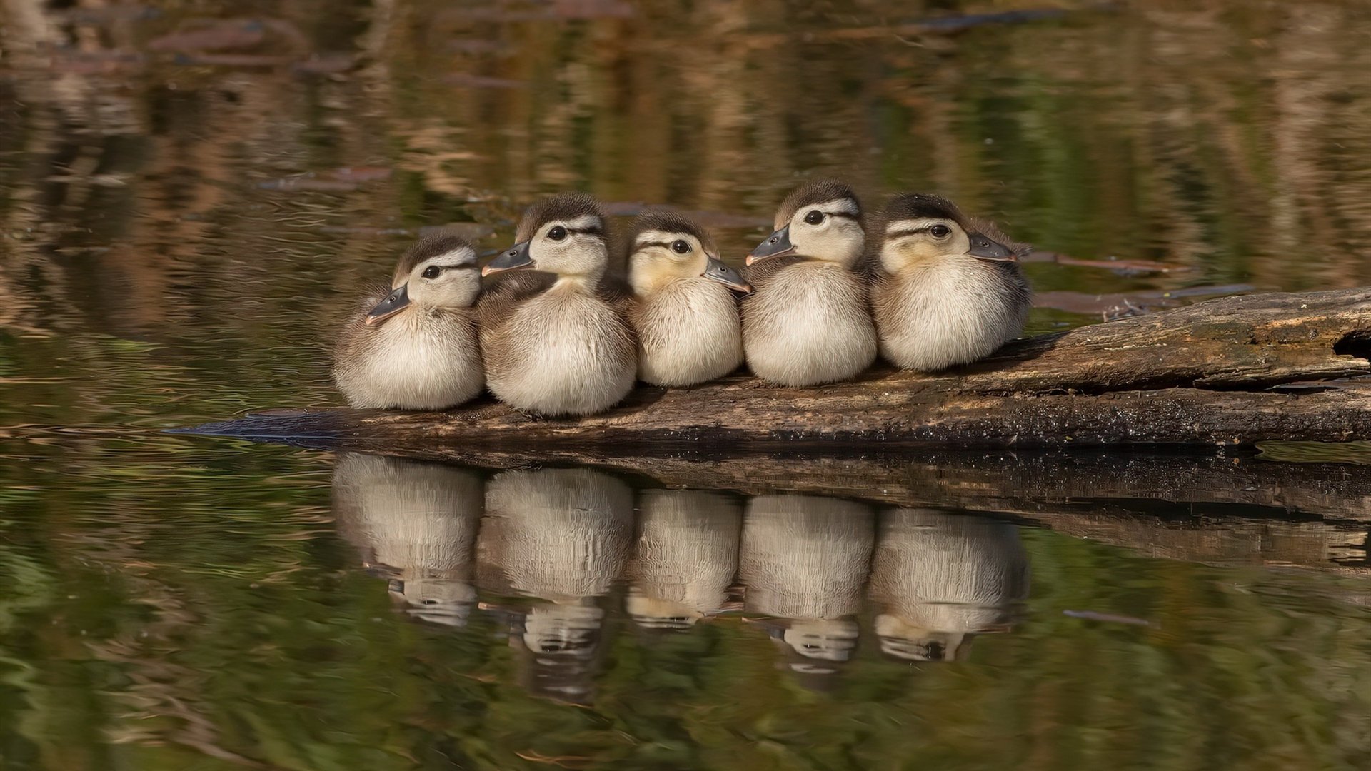 双重风暴,莱比锡战车碾过神秘对手,巴尔韦德于无名北风中打出生涯之夜