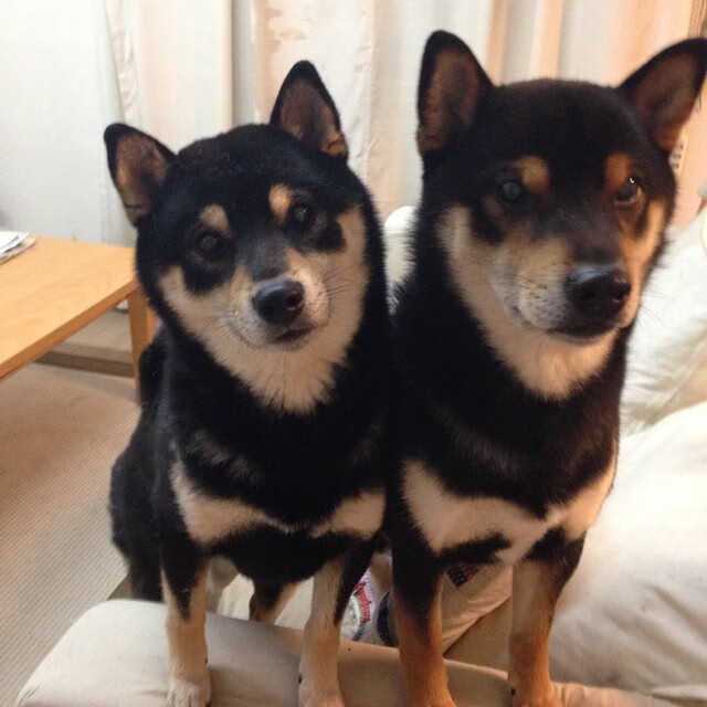 世界杯最惨烈对照组，加克波全程高能输出，日本压哨逆转西班牙