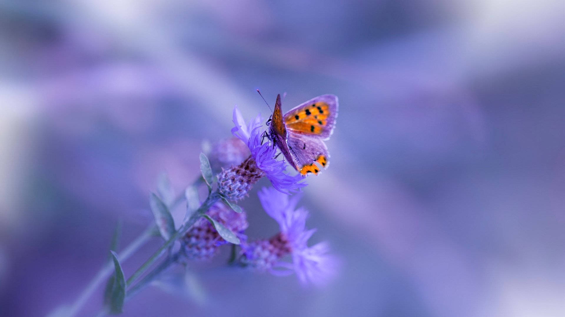 决战东方之巅，福克斯交出唯一答案