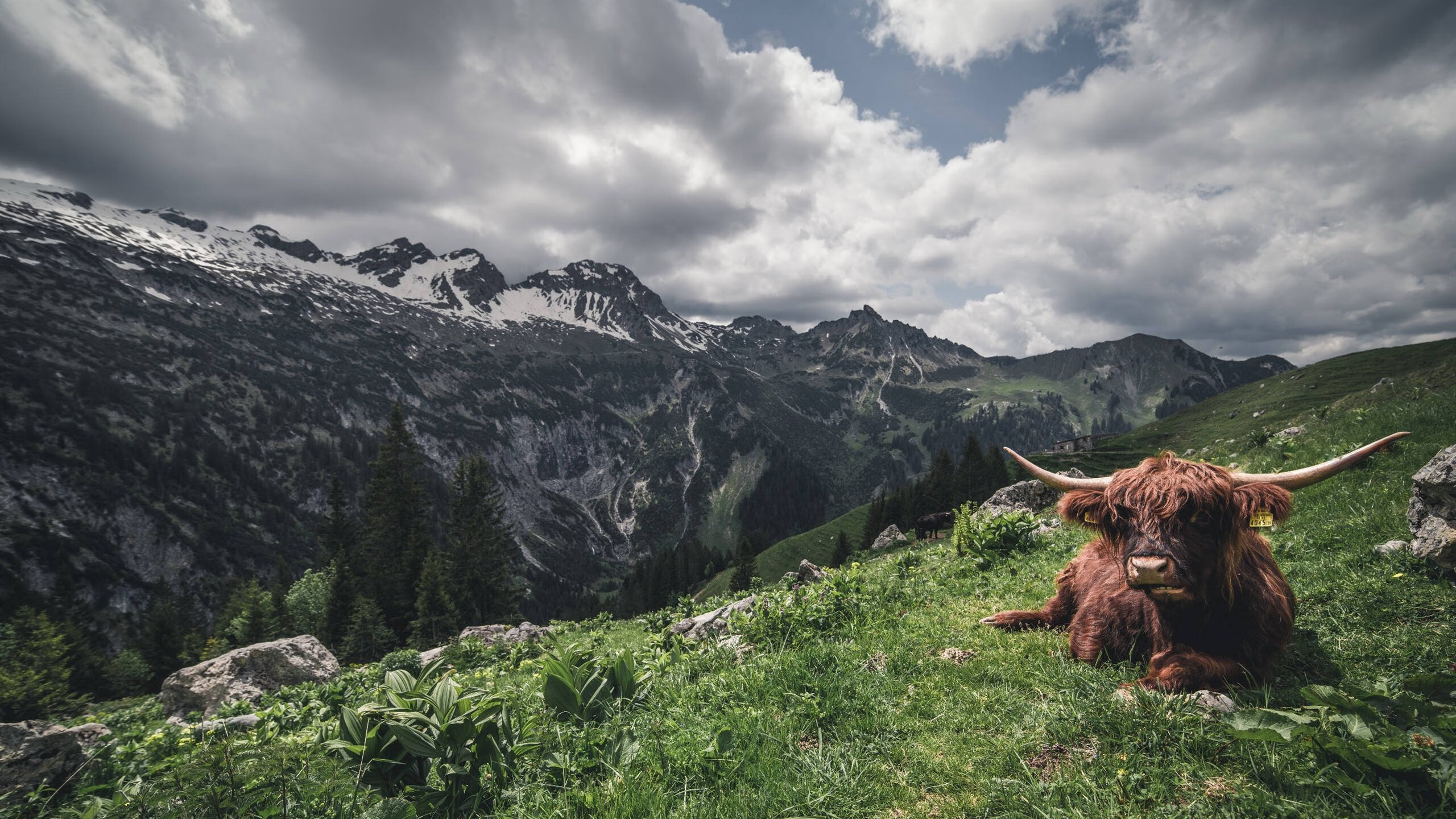 老鹰展翅撕裂雷霆，文班亚马一柱擎天定乾坤