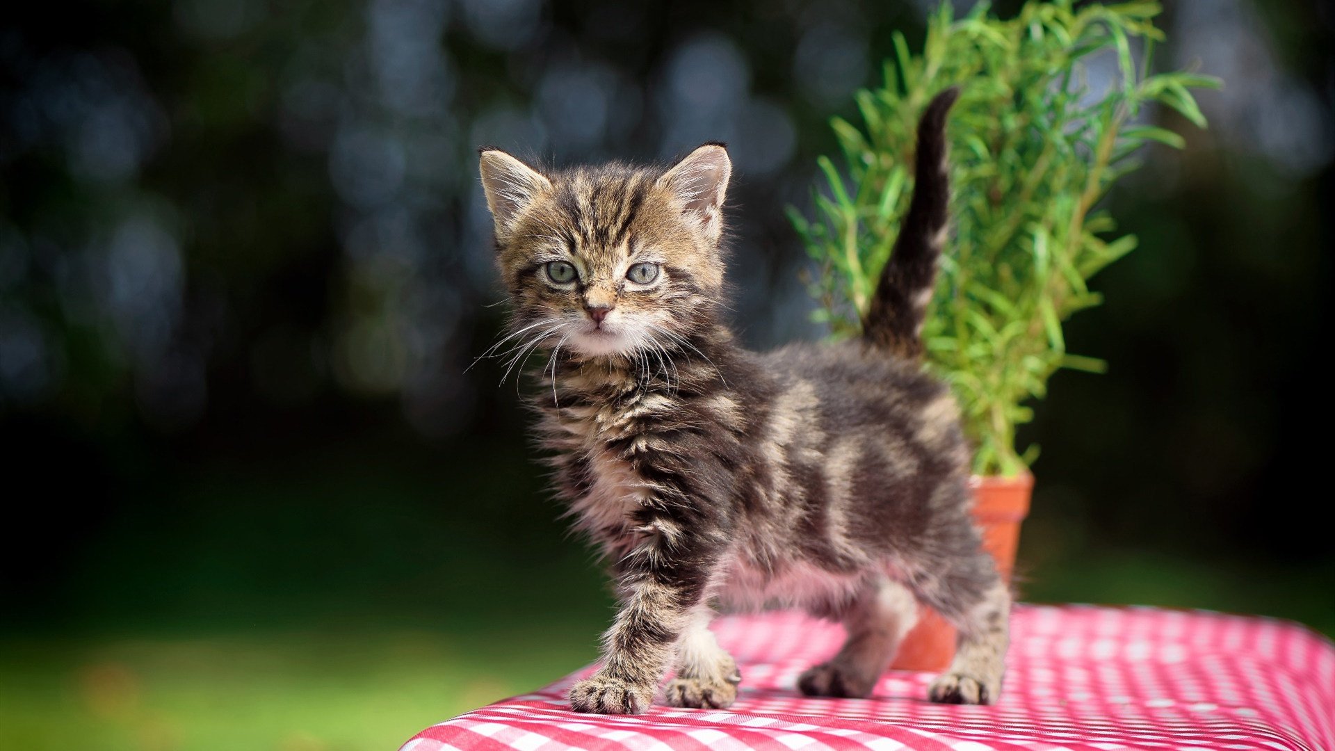 绿茵场与硬木地,当英超争冠的闪电照亮鹈鹕的翅膀
