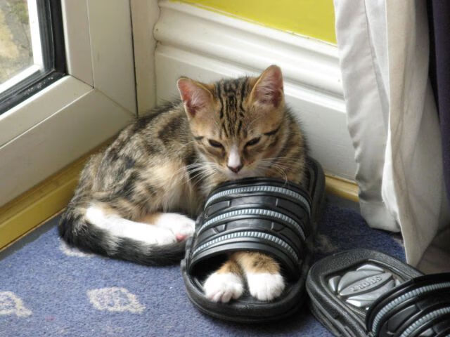 从隐形枷锁到关键先生,杰伦·格林的三分钟闪电战改写纽约命运