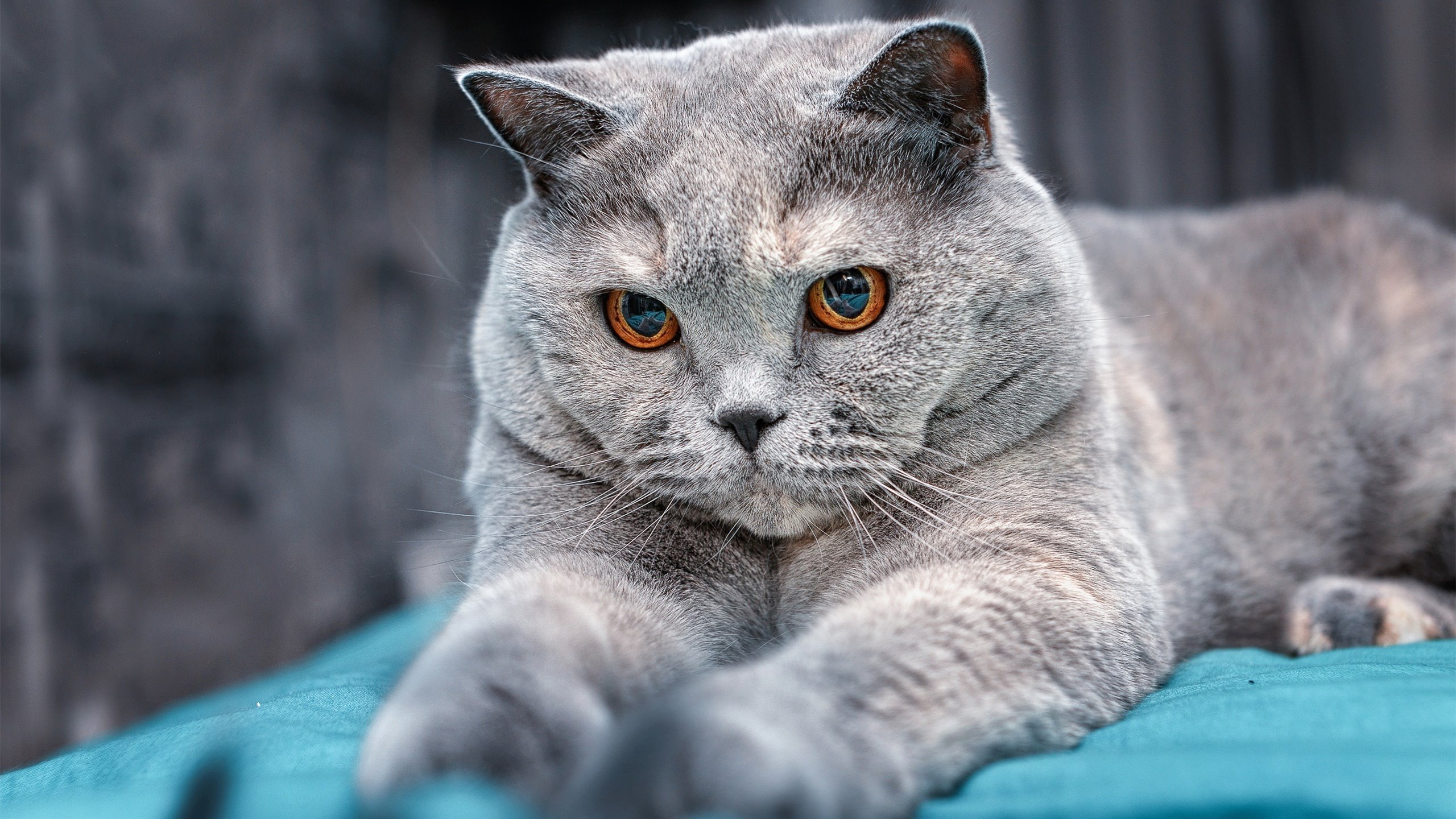 未来已来!文班亚马无解攻防彻底击穿热火铁阵,猛龙暗藏冠军獠牙?