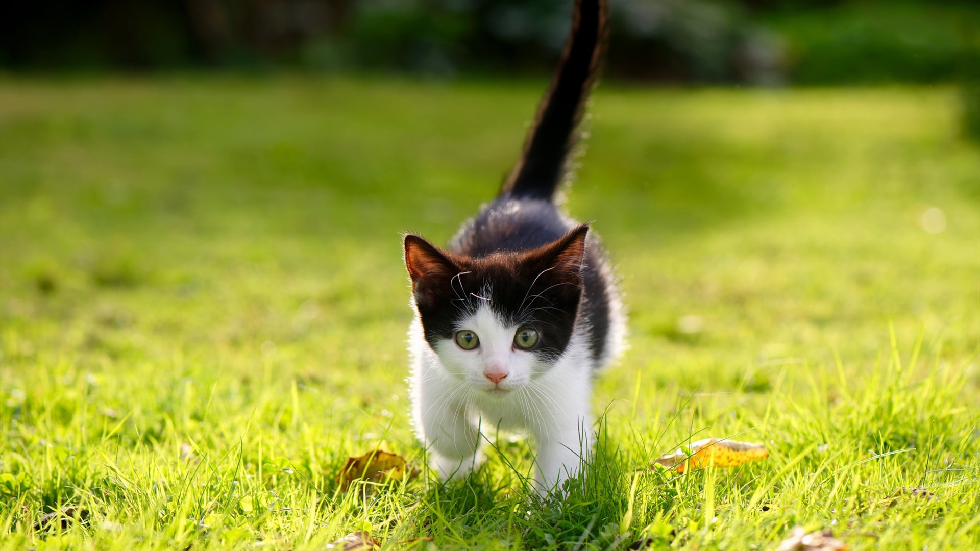 绿茵场上的双重奏,库尔图瓦的爆发与阿尔及利亚的精密收割