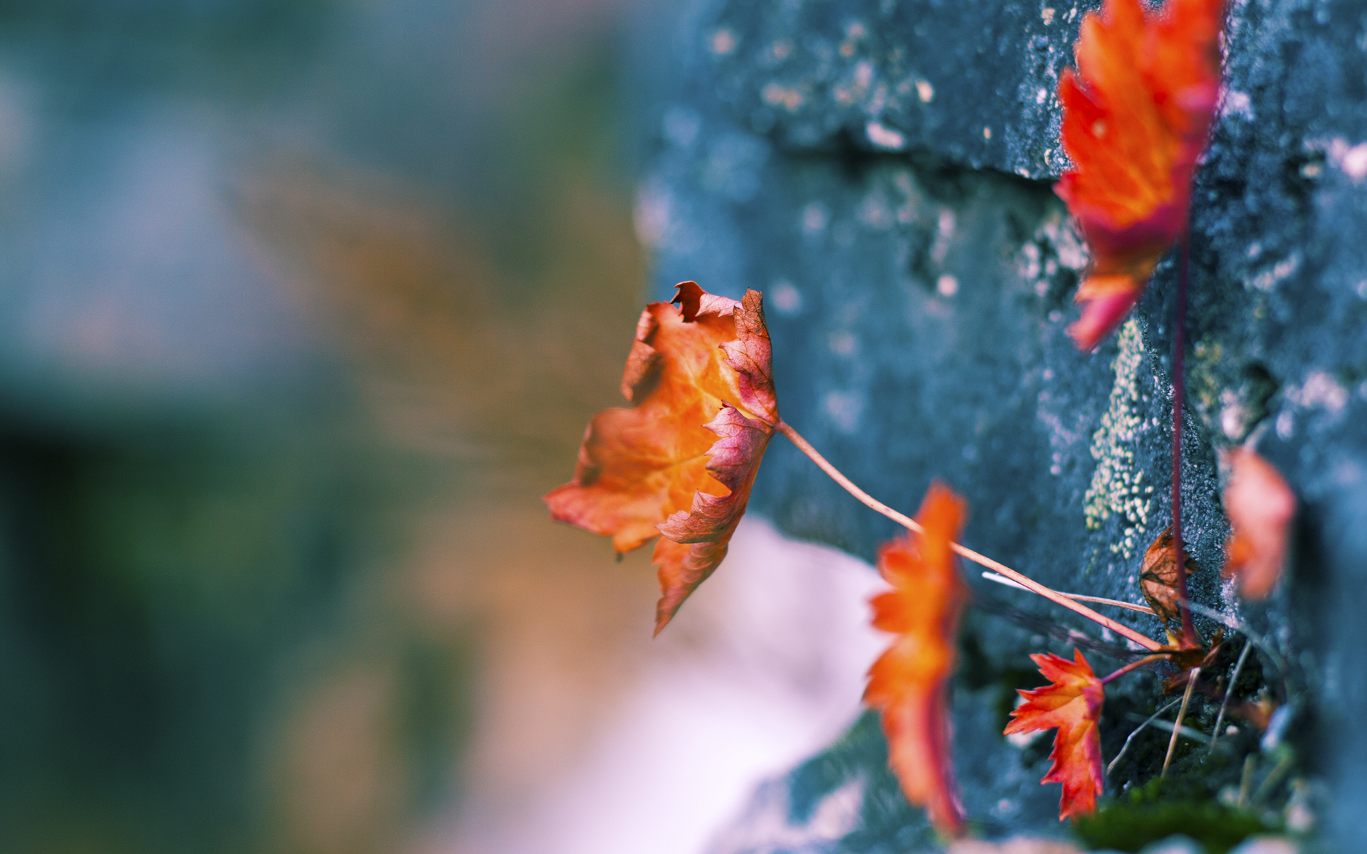 当防守大师降维打击MVP—小贾伦·杰克逊如何用一己之力改写国王对阵掘金的胜负天平