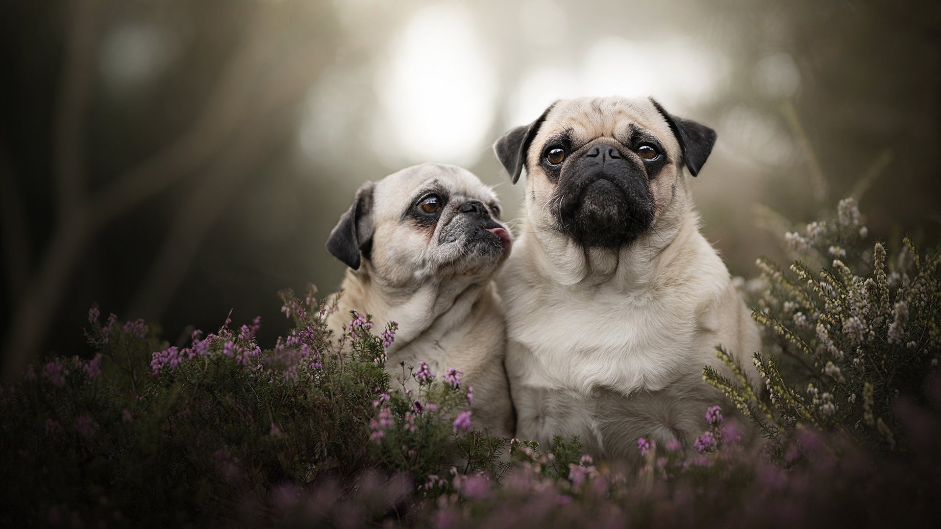 马刺闪电战速胜广东，杰伦格林关键先生闪耀全场