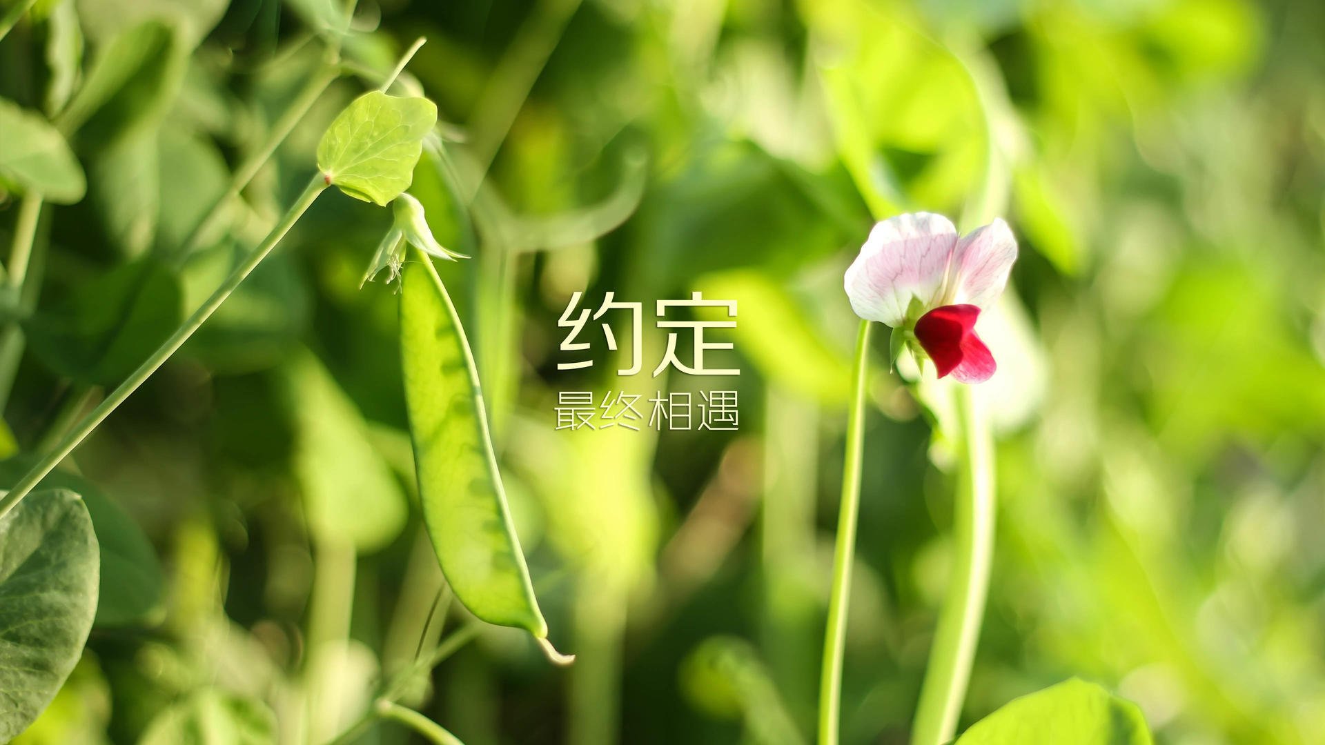 节奏之王，当瑞典的铁锤砸碎喀麦隆的防线，莫德里奇用中场指挥棒写下生死战唯一剧本
