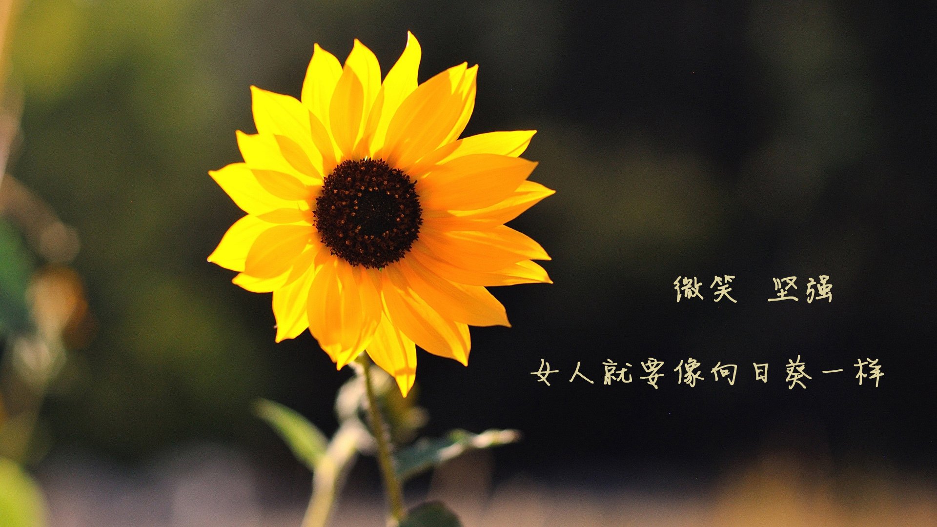 中场暗战，托纳利点燃节奏之火，波兰防线如何在葡萄牙风暴中求生？